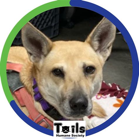 Tails humane dekalb il - DeKalb IL Director of Operations Anderson Animal Shelter 2006 - 2010 4 years. South Elgin, IL ... Executive Director at TAILS Humane Society DeKalb, IL. Angela Hodges Program Coordinator at ...
